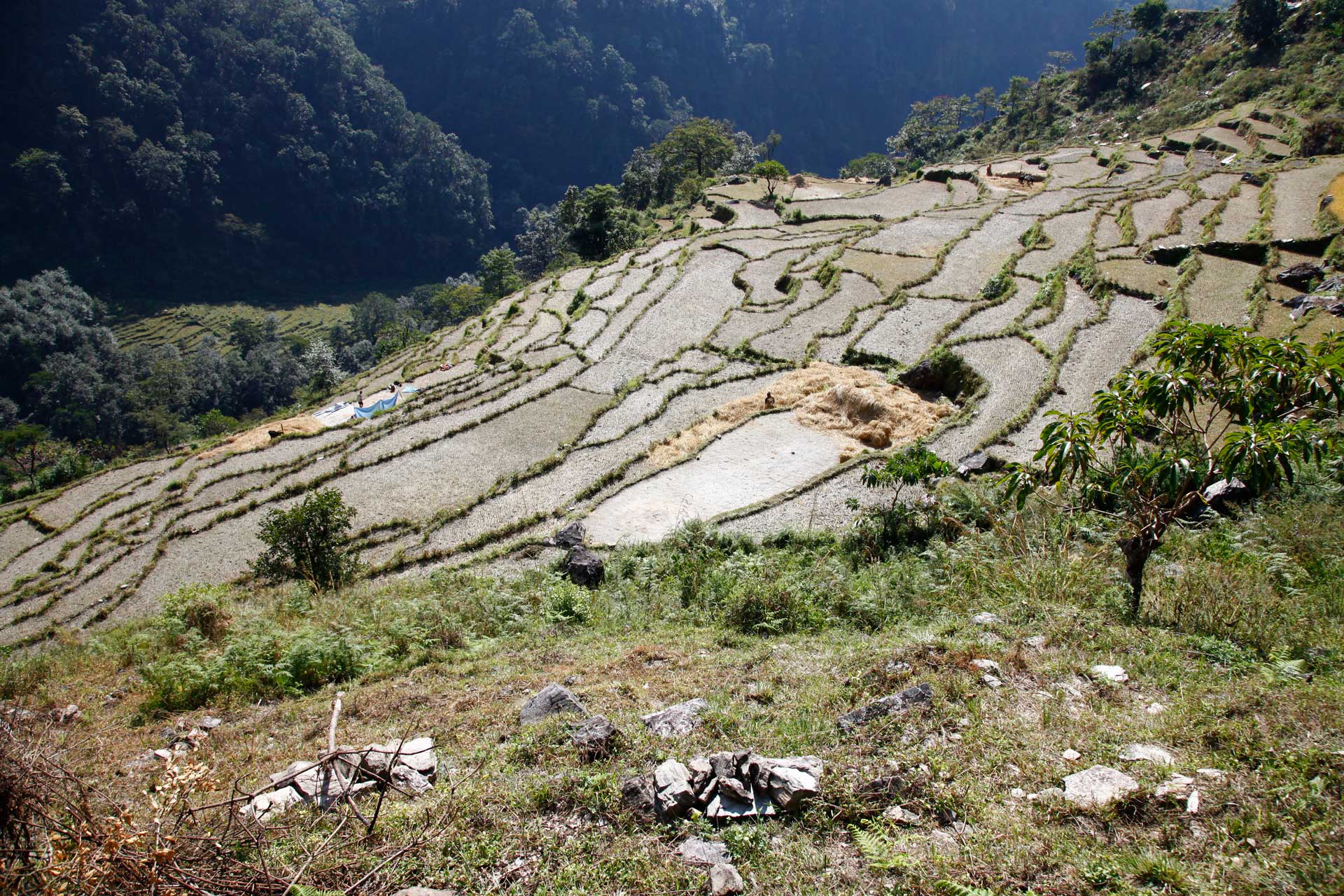 Agro at Remote Nepal