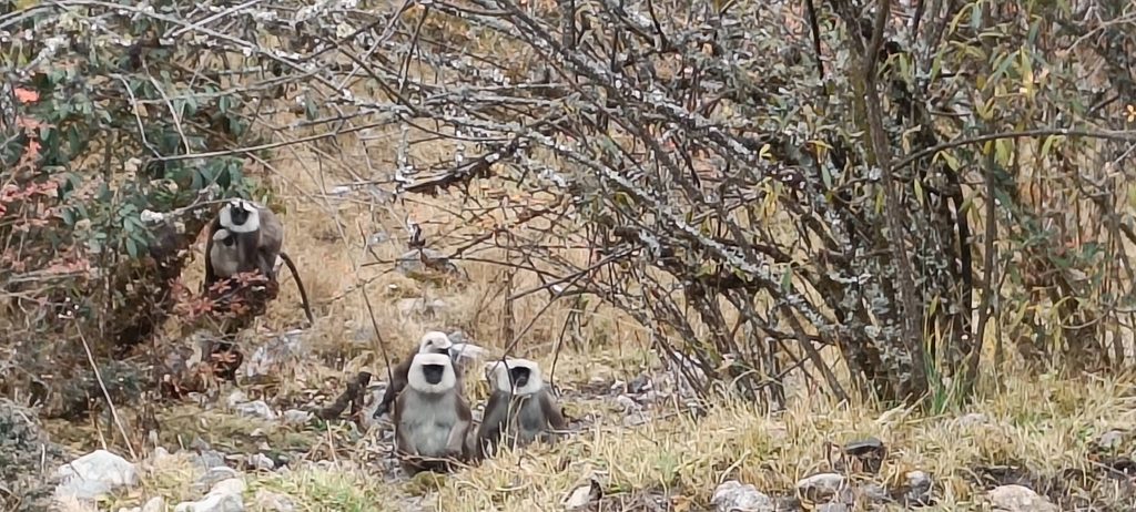 Langur in Langtang National Park Scaled