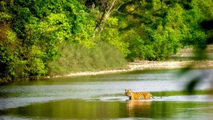 Bardiya National Park
