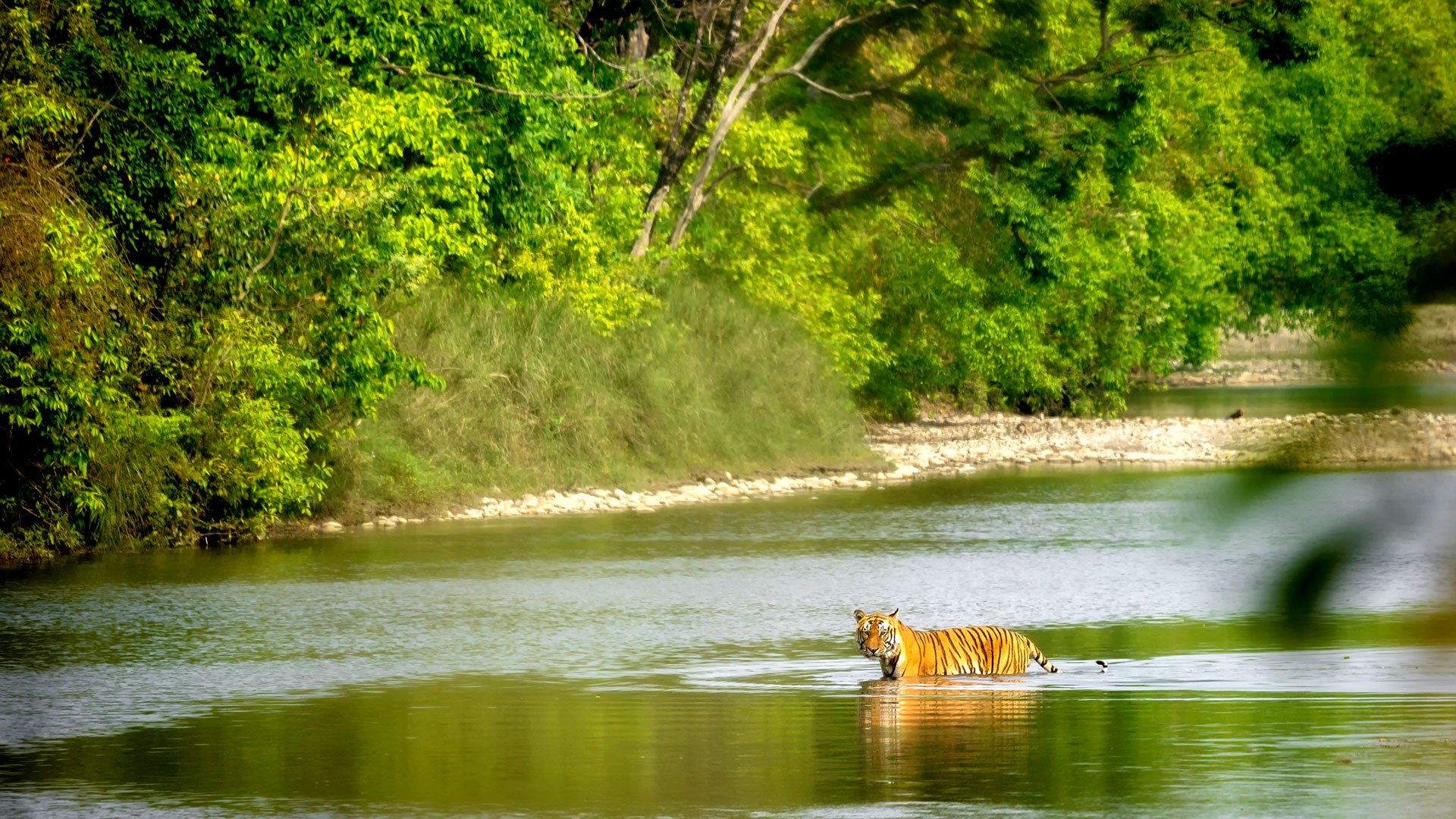Bardiya National Park