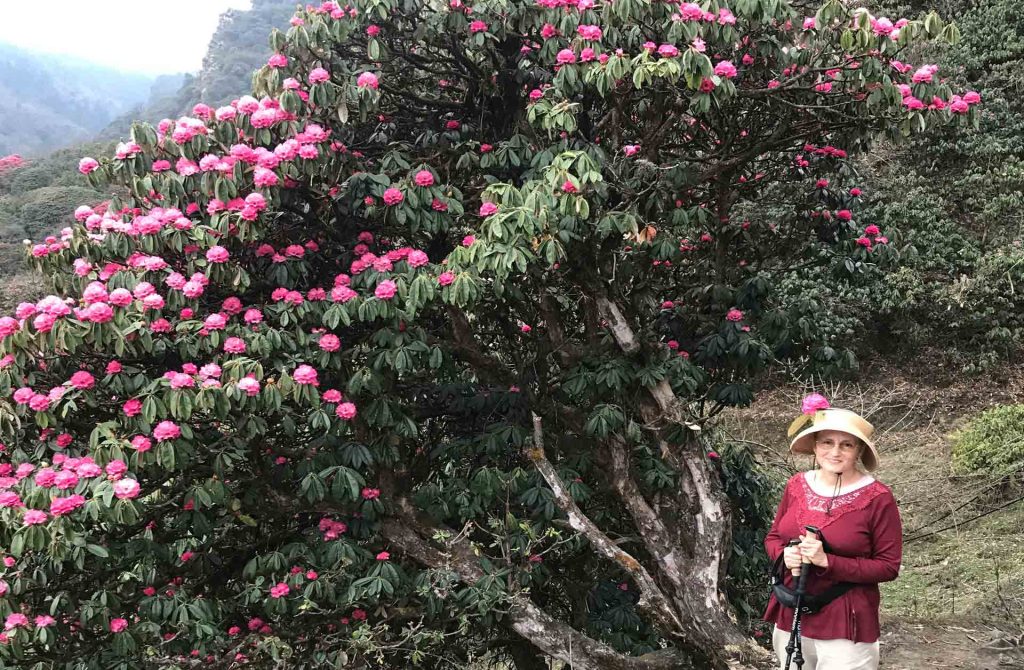 Poonhill Trek 2022-23